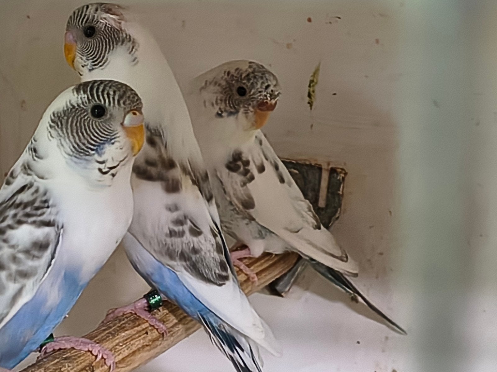Parkietjes, Meerdere dieren, Parkiet, Geringd