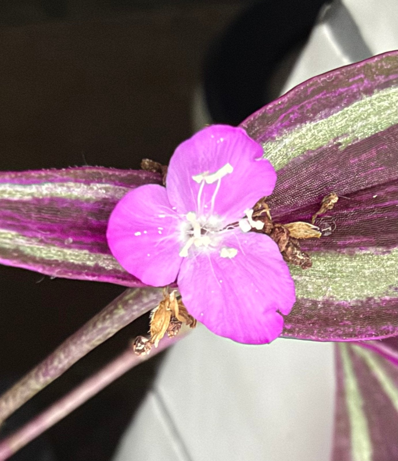 Kamerplant, hangplant paars met zilver  vaderplant, Ophalen of Verzenden, Volle zon, Minder dan 100 cm