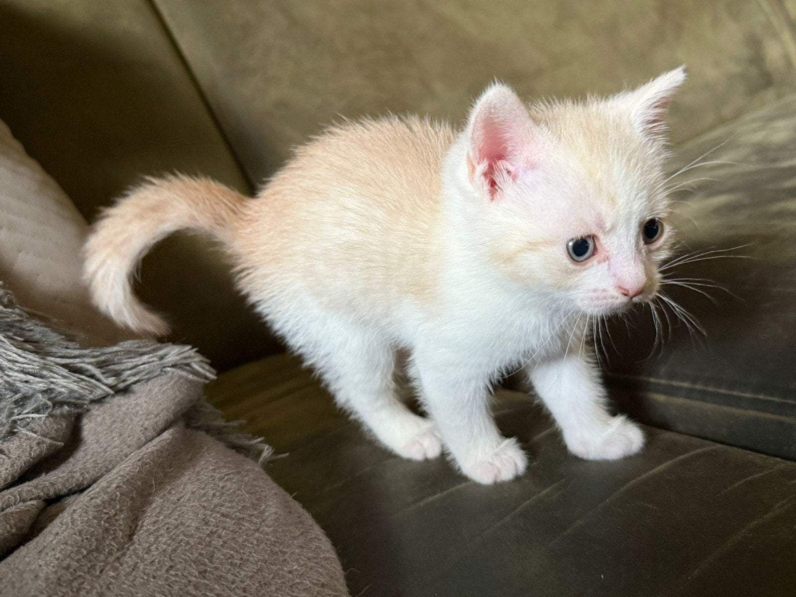 tka. mooie kittens, Meerdere dieren, 0 tot 2 jaar