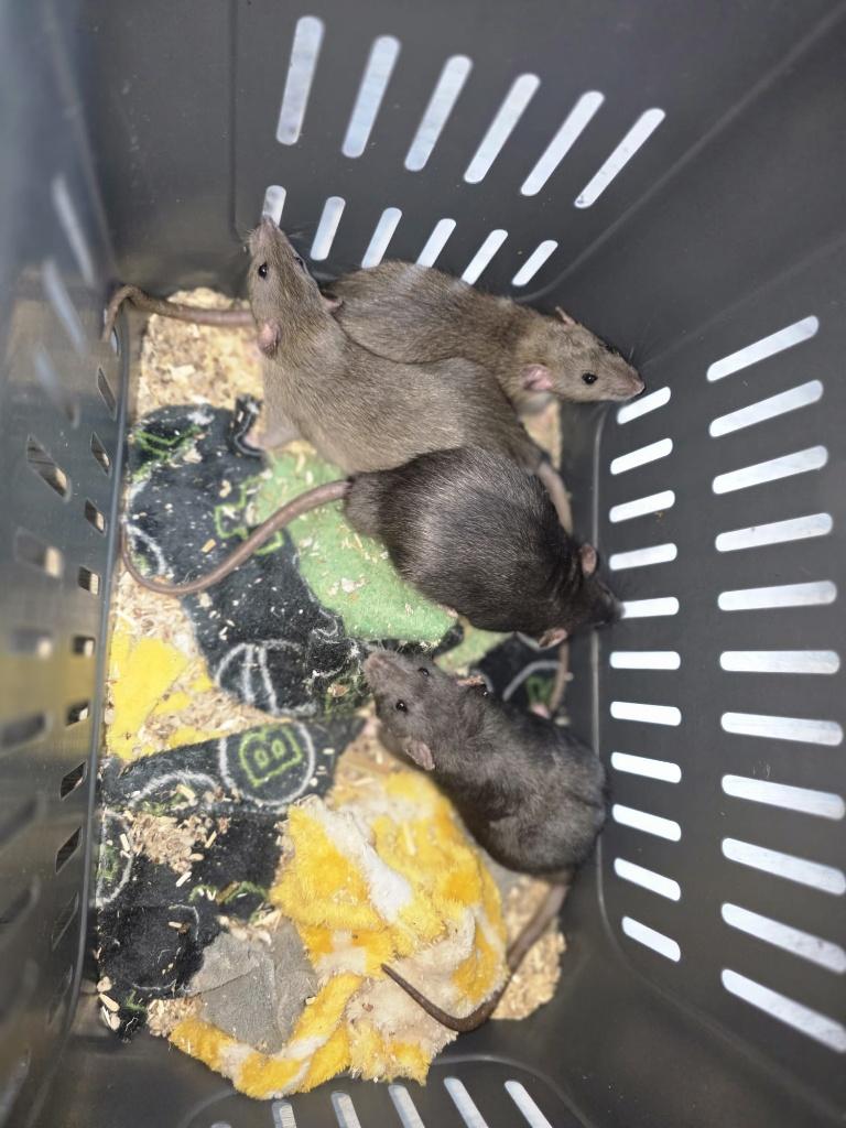 Tamne mannen ratten, Rat, Maart, Mannelijk, Tam
