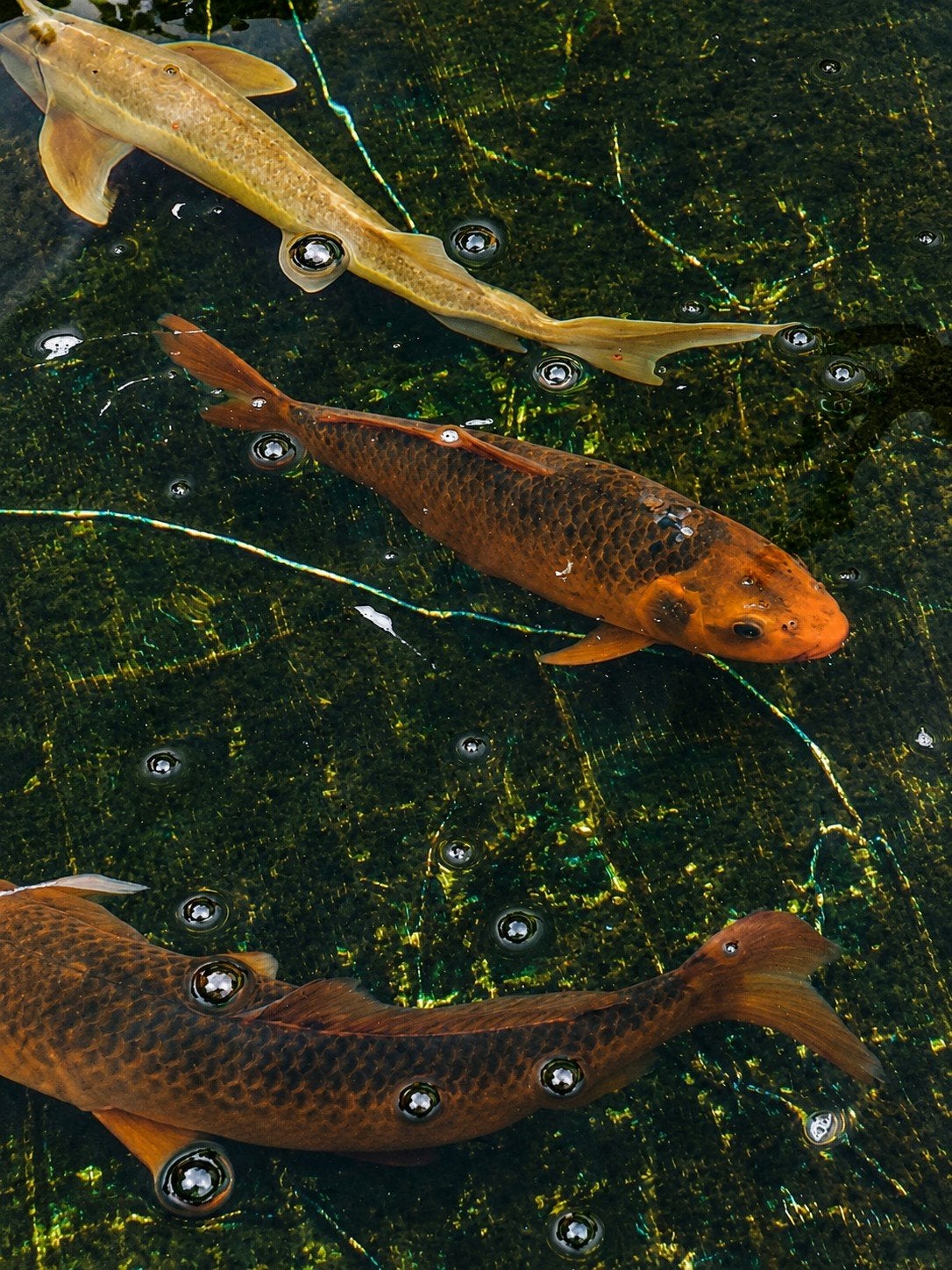 4 orange zwart koi, Dieren en Toebehoren, Vissen | Vijvervissen, Karper of Koi