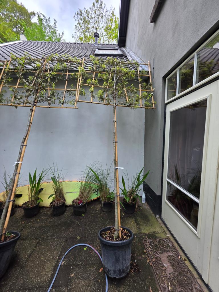 Steeneik, leiboom | Quercus ilex prijs per boom, Overige soorten, Vaste plant, Ophalen of Verzenden, Halfschaduw