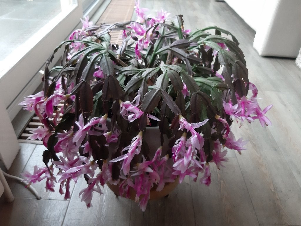 grote zachtroze lidcactus in grote stenen pot, Ophalen, Halfschaduw, Minder dan 100 cm, Bloeiende kamerplant