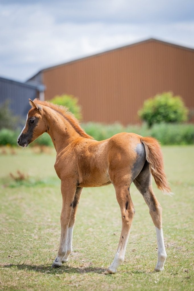 Welsh B veulen en 2 anderhalfjarige A merries, Dieren en Toebehoren, Merrie, A pony (tot 1.17m), Met stamboom, 0 tot 2 jaar