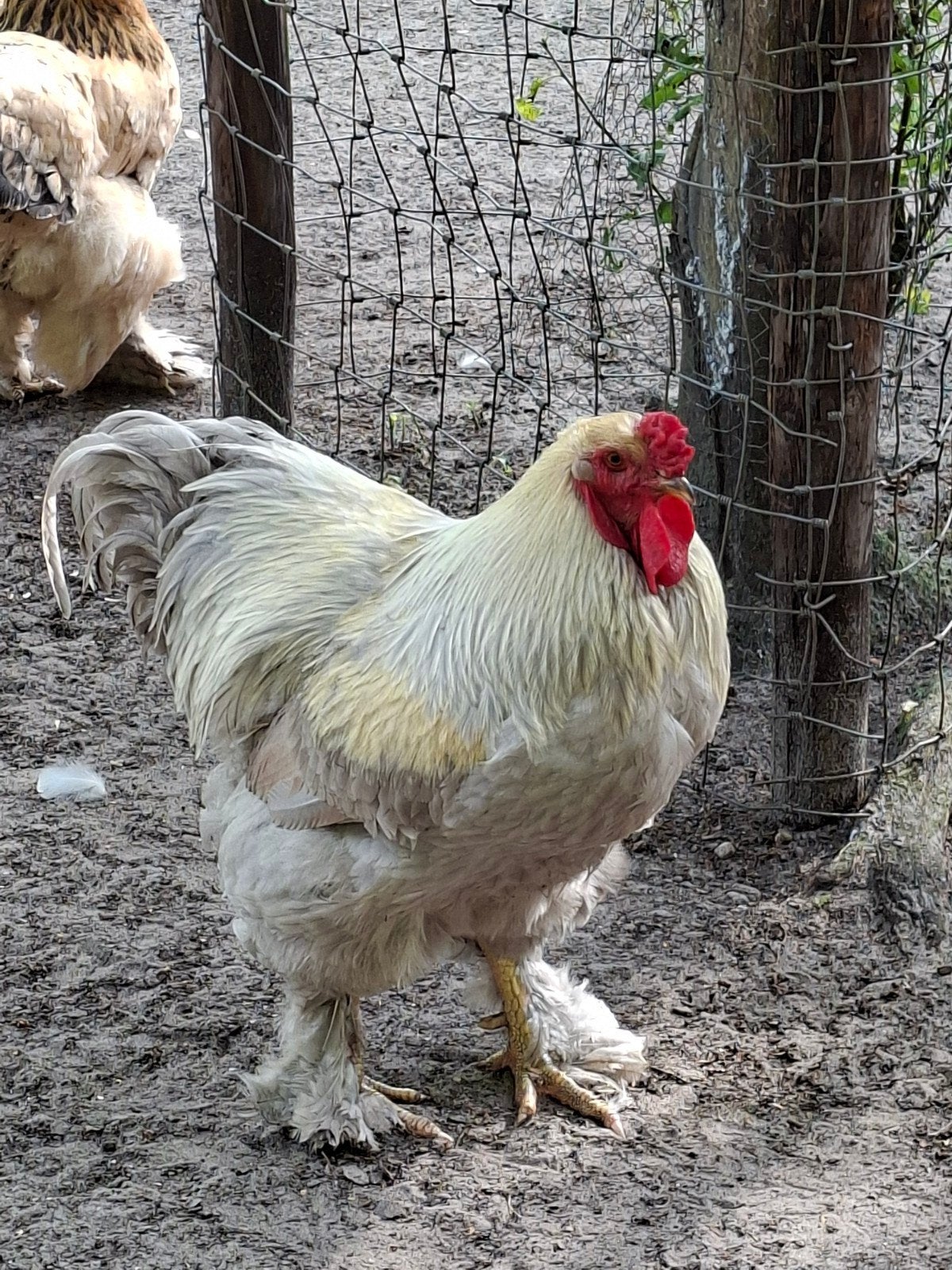 Brahma Haan, 1 jaar oud, Mannelijk, Kip