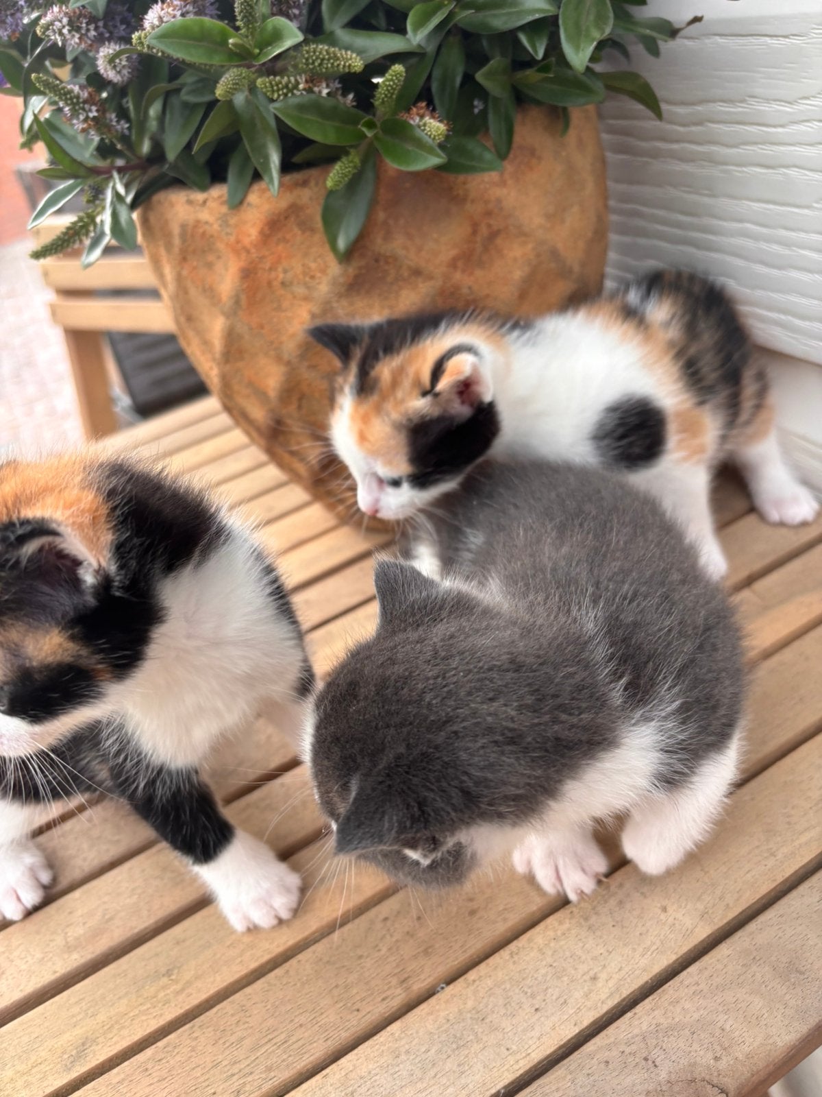 3 kittens, Dieren en Toebehoren, Meerdere dieren