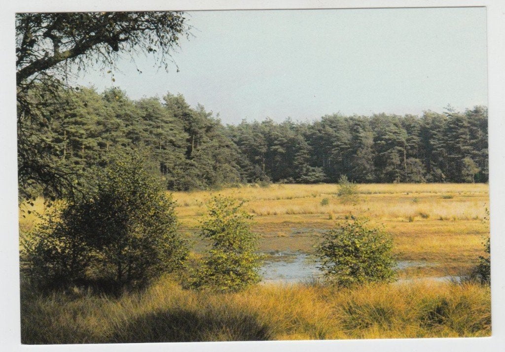 Valkenswaard De Malpie Natuur 1983 Ongelopen, Verzenden, Voor 1920, Ongelopen, Noord-Brabant
