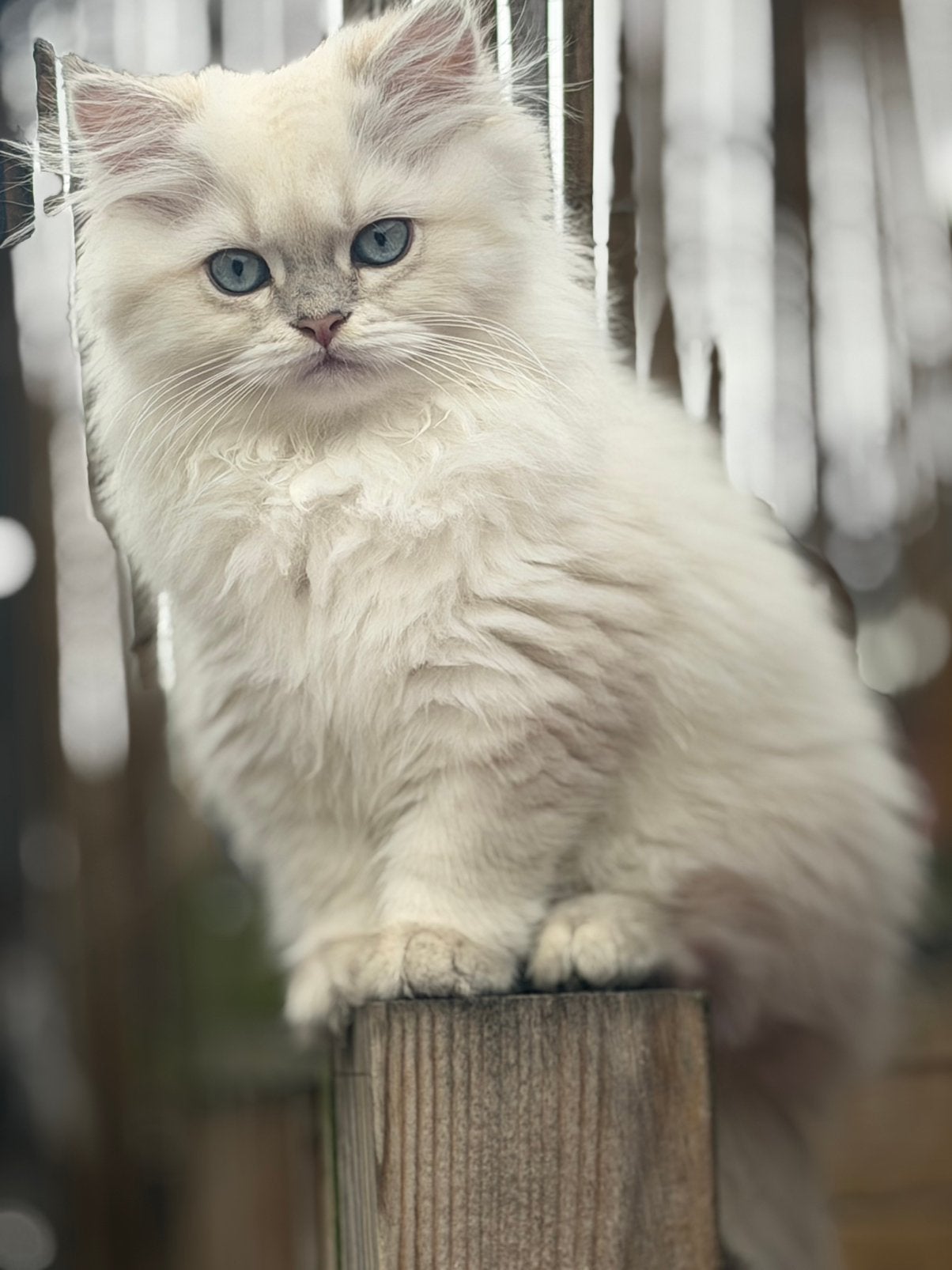 Britse Langhaar kitten, Kater, Gechipt