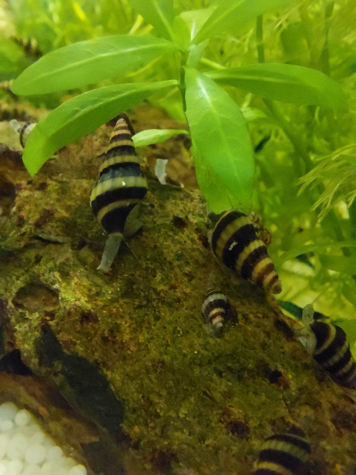 Helena slakken - slak etende slak, Slak of Weekdier, Zoetwatervis, Schoolvis