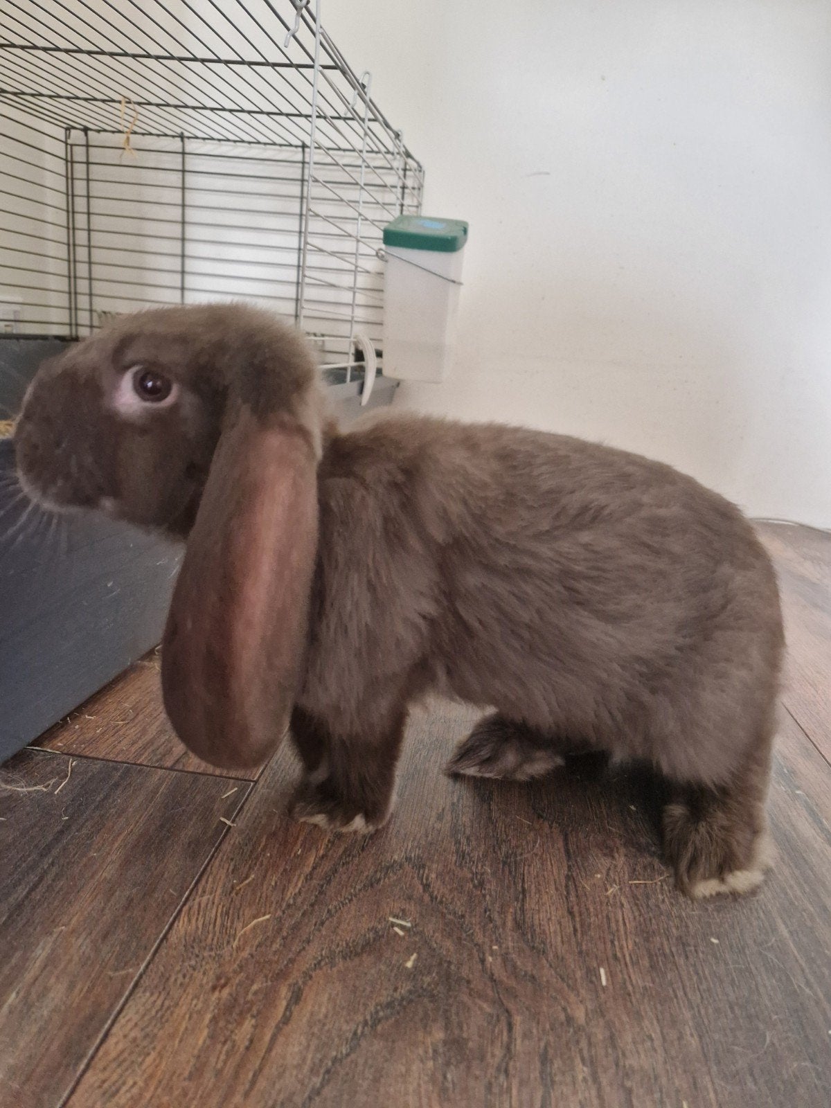 Franse jonge hangoor ram en voedster eventueel, Maart, Meerdere dieren, Overige typen, Tam