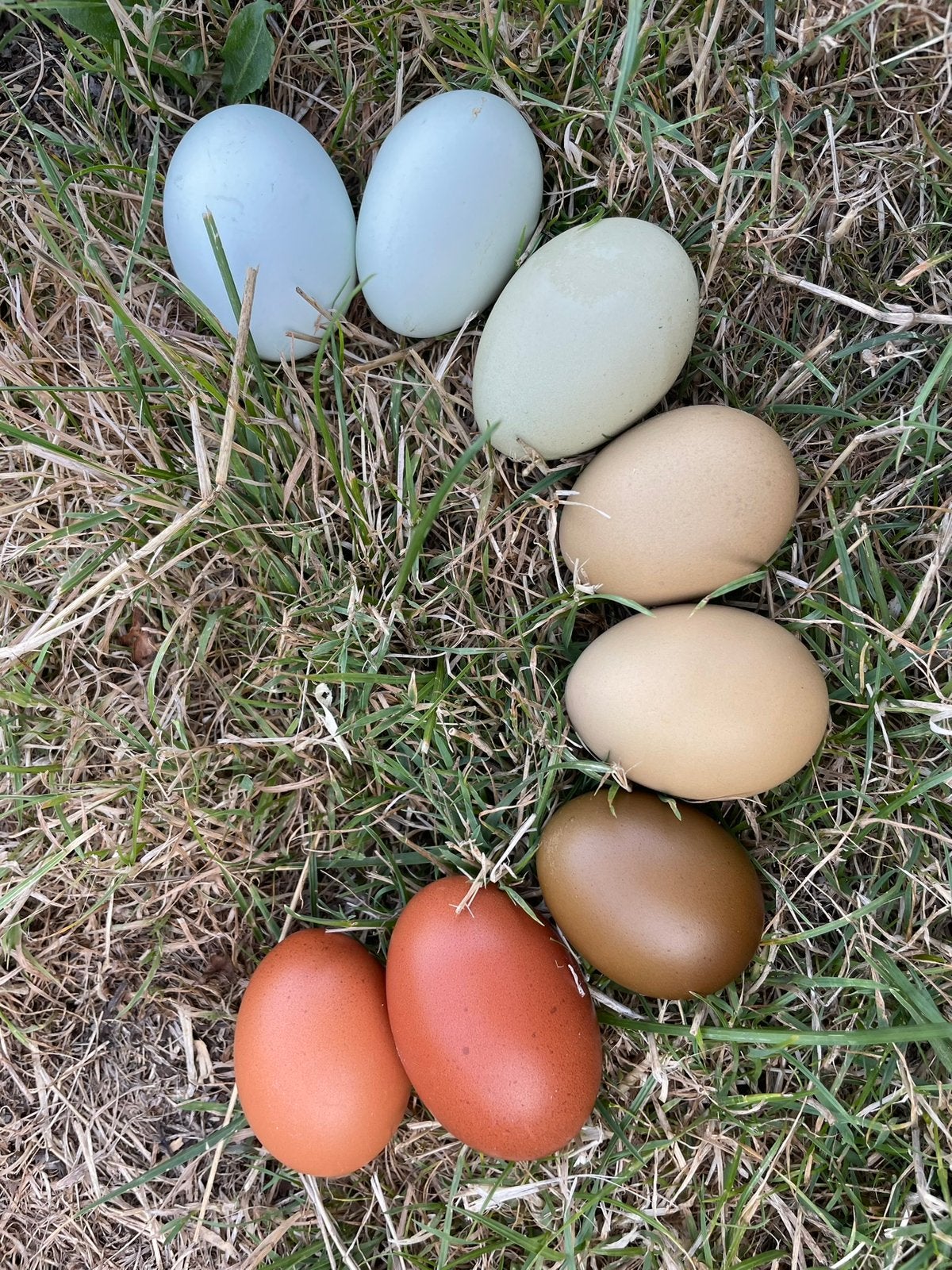 Broedeieren, kleurlegger, groenlegger, opal legbar, marans, Dieren en Toebehoren, Geslacht onbekend, Kip
