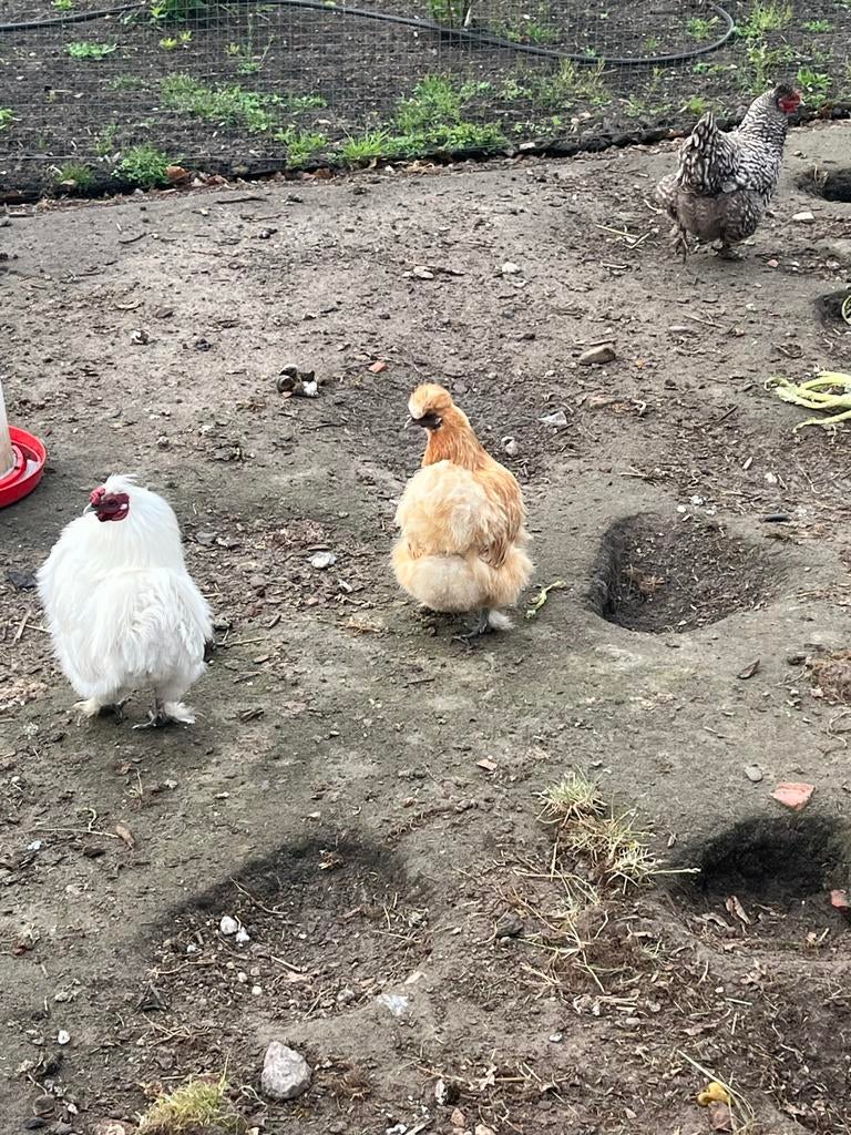 Hanen te koop!, Dieren en Toebehoren, Mannelijk, Kip