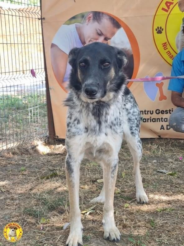 Grote knuffel Aura ter adoptie!, Dieren en Toebehoren, Honden | Niet-rashonden, Particulier, Buitenland, Teef, Eén hond