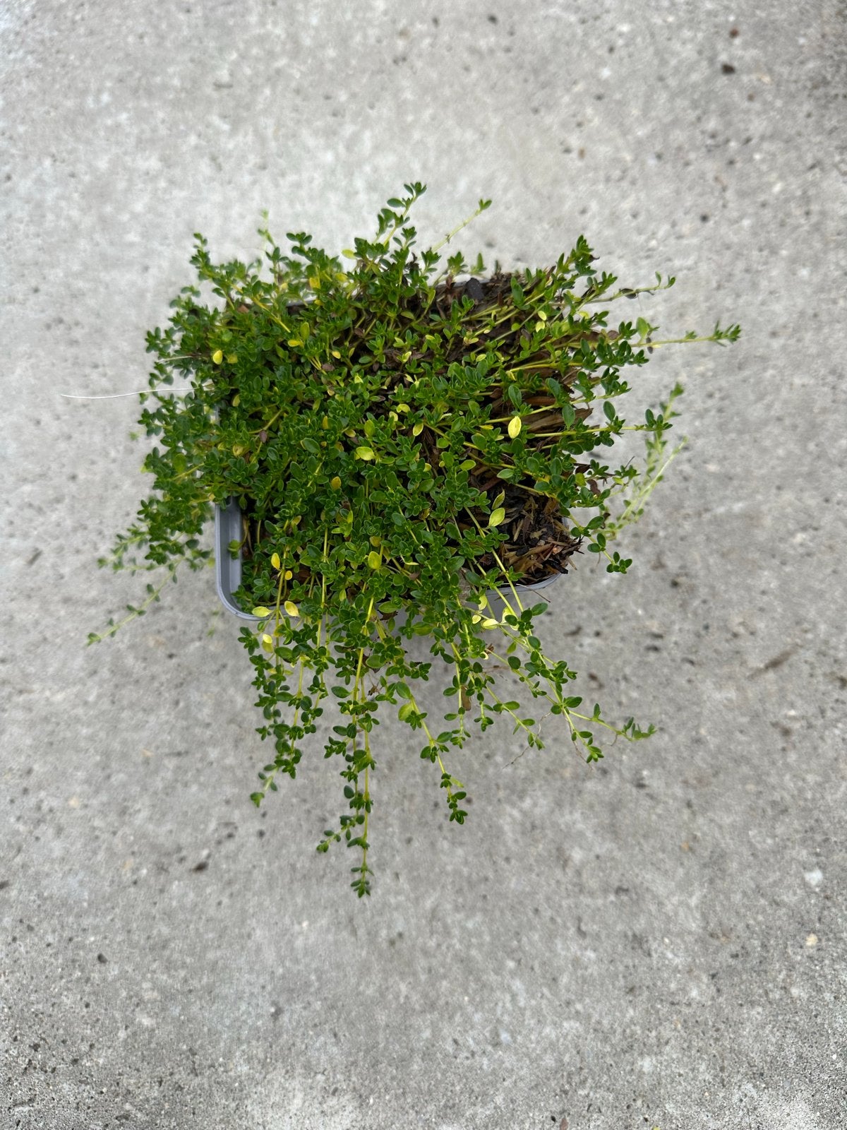 Thymus albiflorus - Witte Tijm Bodembedekker, Bodembedekkers, Volle zon, Vaste plant, Ophalen of Verzenden