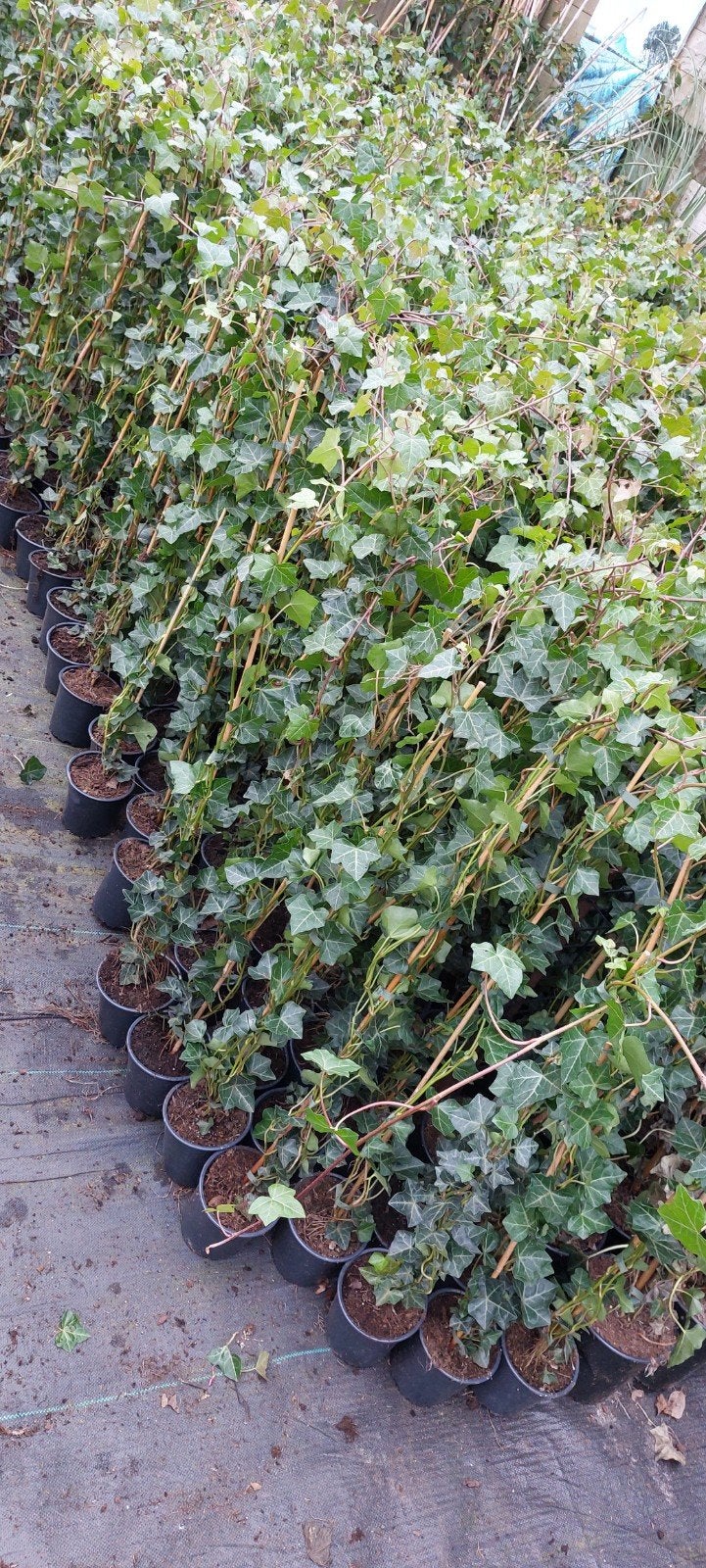 hedera klimop !! spotgoedkoop, Tuin en Terras, Ophalen of Verzenden, Overige soorten, 100 tot 250 cm