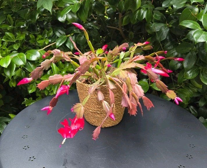 Kamerplant Christmas cactus, Tuin en Terras, Ophalen, Rond, Minder dan 30 cm