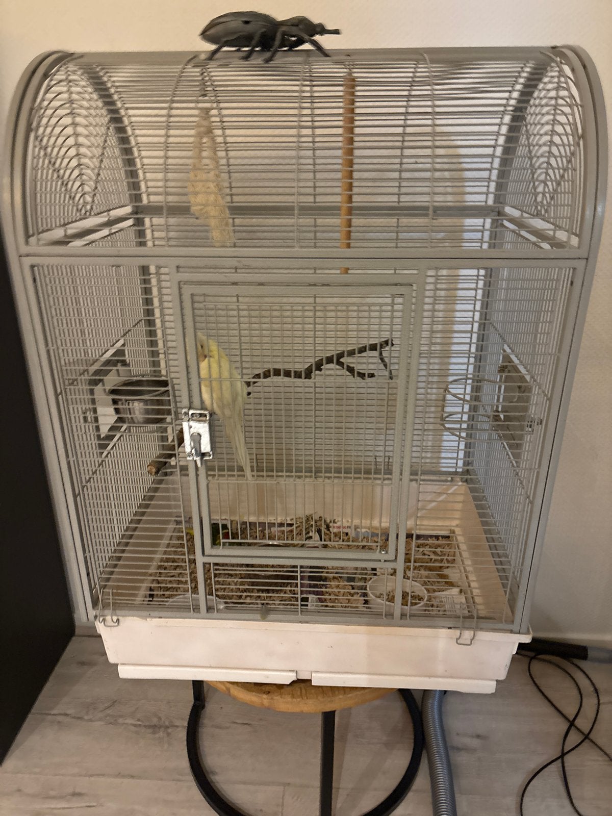 Vogels, Mannelijk, Parkiet, Geringd