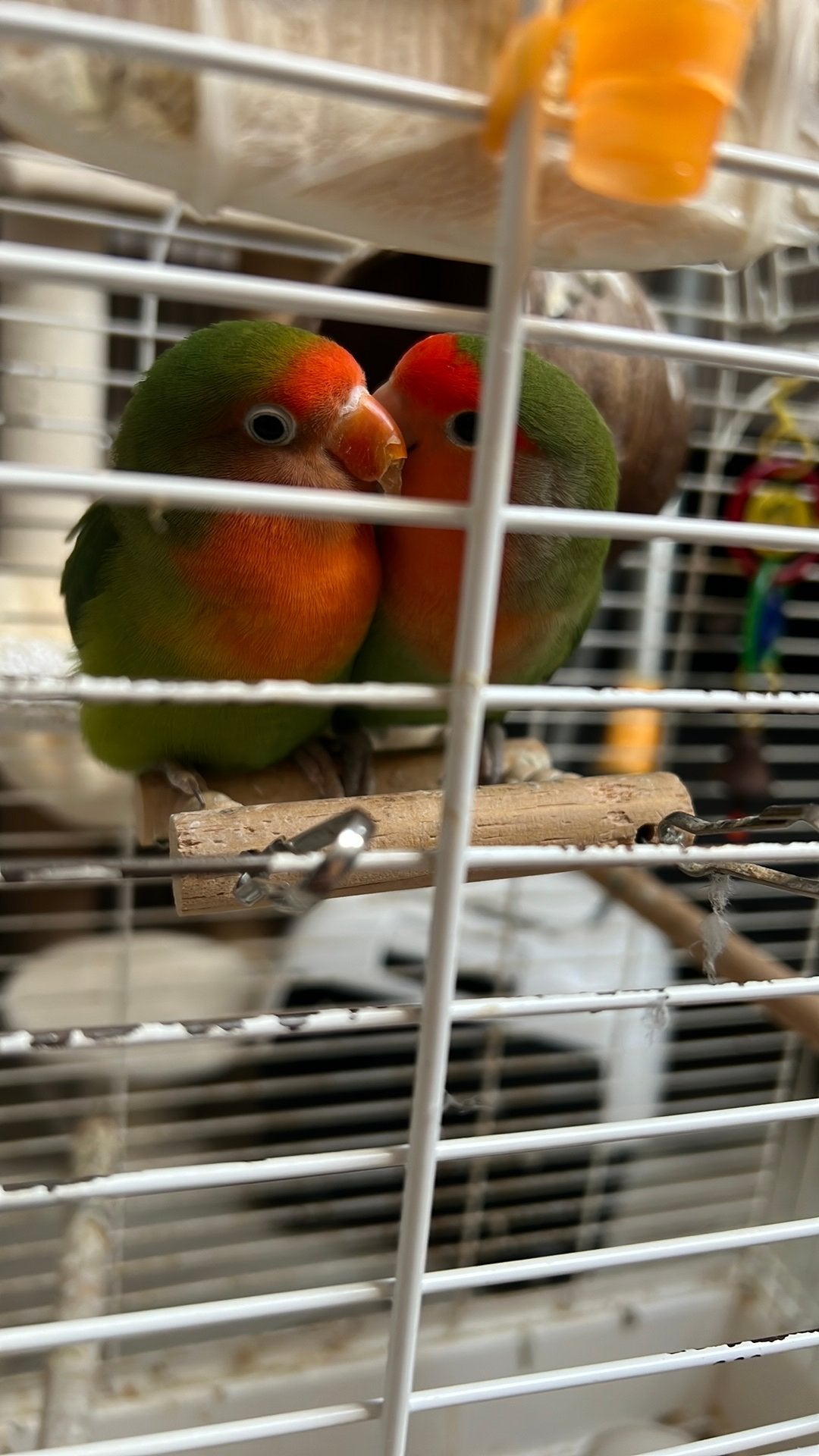 Te koop, Meerdere dieren, Parkiet