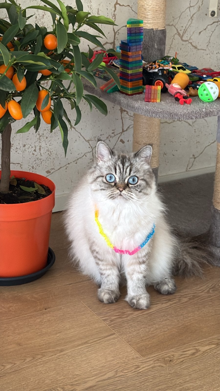 Vermist!!! Mijn kat is zoek in omgeving Vlaardingen