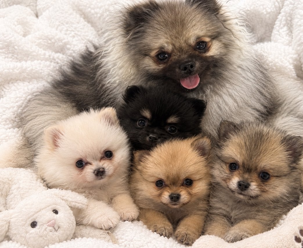 Pomeriaan pups 8 weken, 8 tot 15 weken, Meerdere dieren, Eén hond, Klein