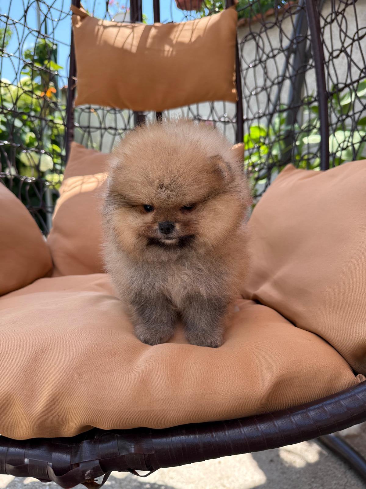 Pomeriaan pup, Dieren en Toebehoren, Honden | Chihuahua's en Gezelschapshonden, Overige rassen, 8 tot 15 weken, Buitenland, Parvo