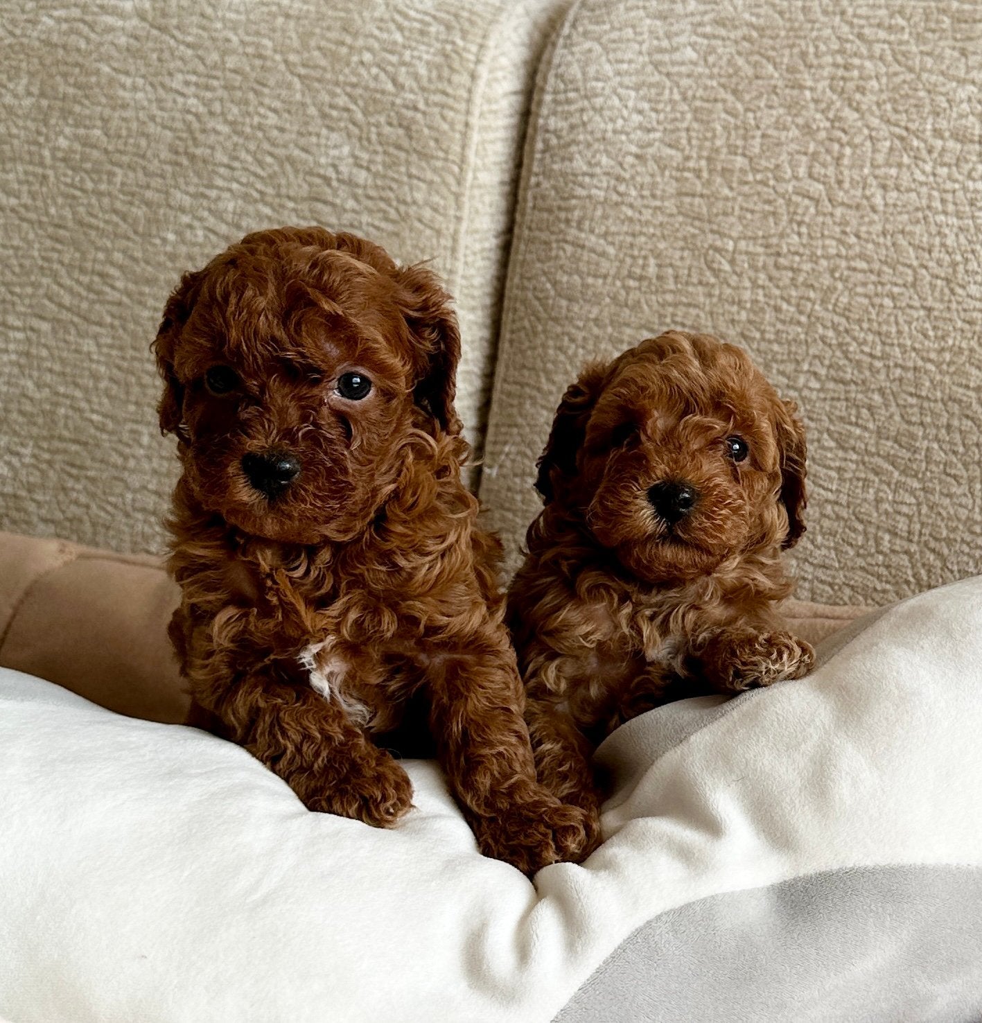 Toy poedel / Toy poodle puppy’s, Poedel, Parvo, 8 tot 15 weken, Meerdere