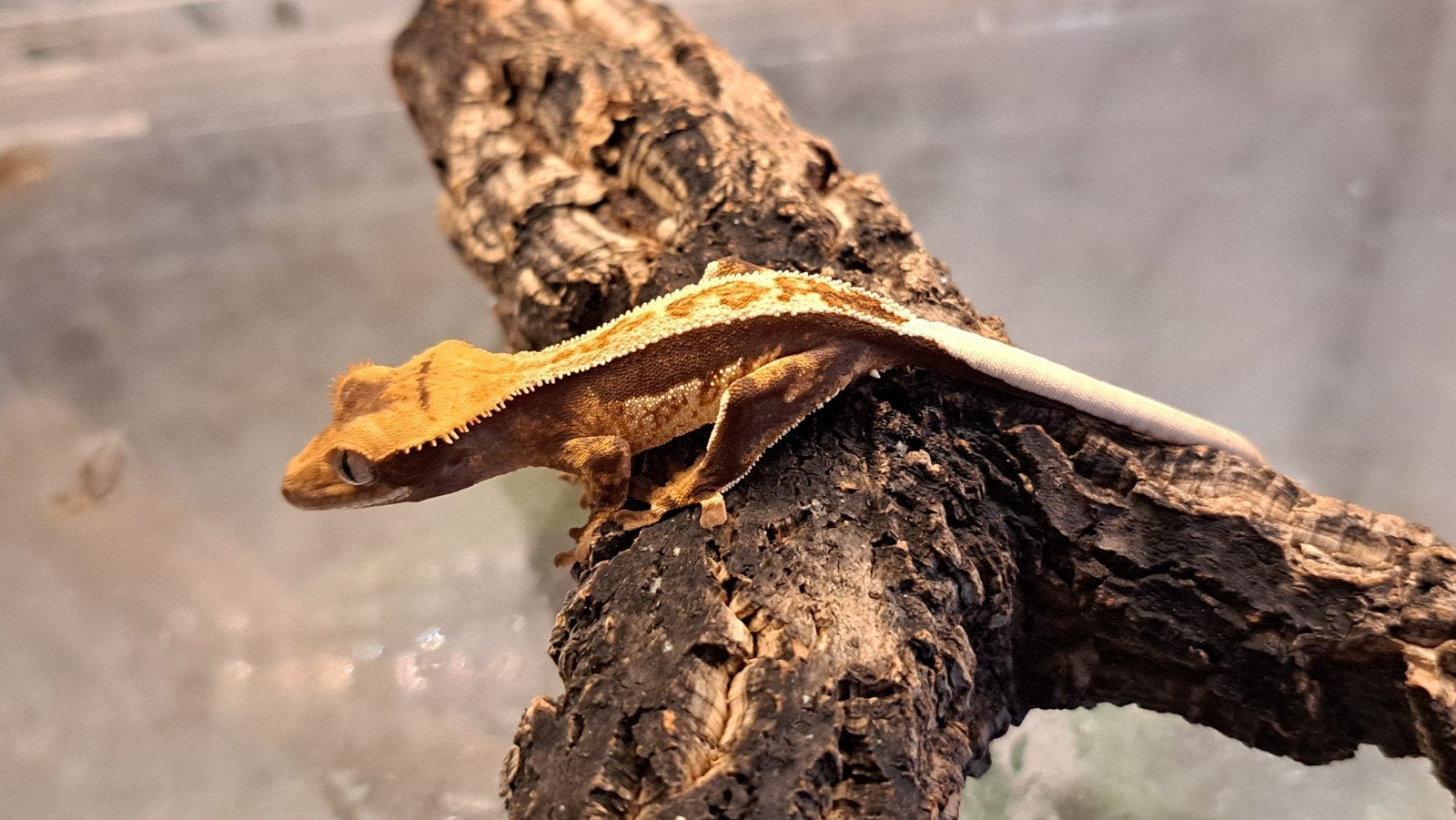 Wimpergekko vrouw, Tricolor full pinstripe. Proven Crested Gecko photo 6