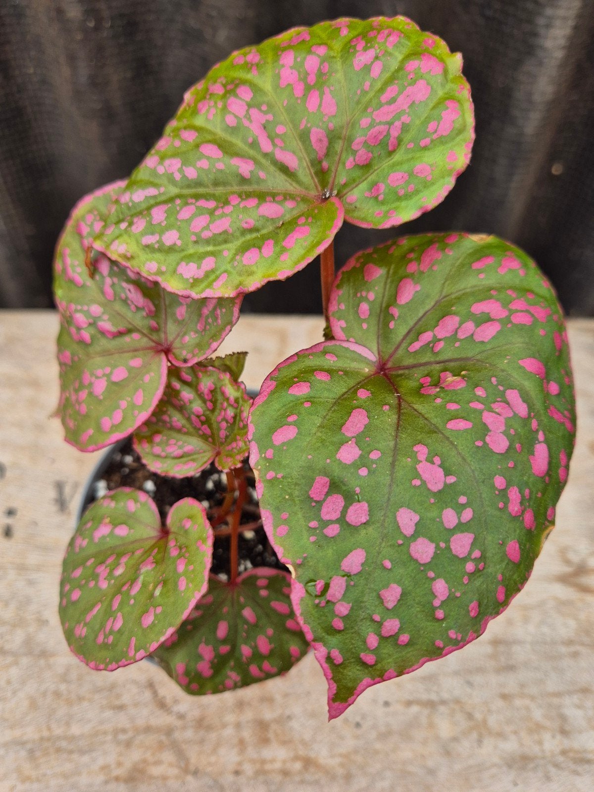 Begonia