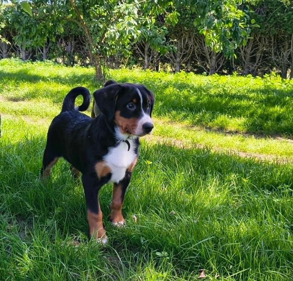 Appenzeller Sennen pups, Dieren en Toebehoren, Honden | Herdershonden en Veedrijvers, Parvo, Overige rassen, 8 tot 15 weken, Meerdere