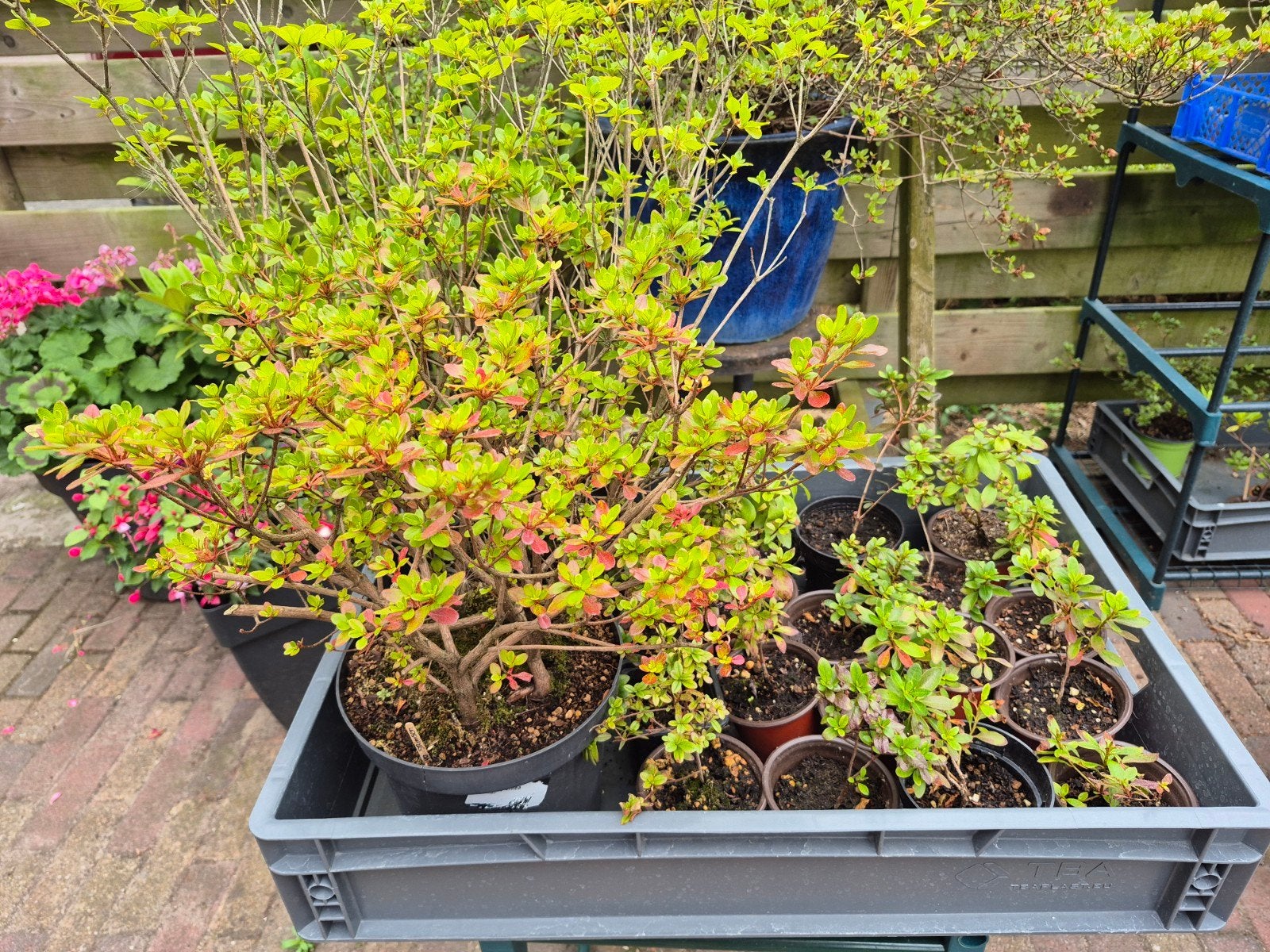 Azalea's. (zelf een bonsai maken), Vaste plant, Halfschaduw, Lente, Ophalen