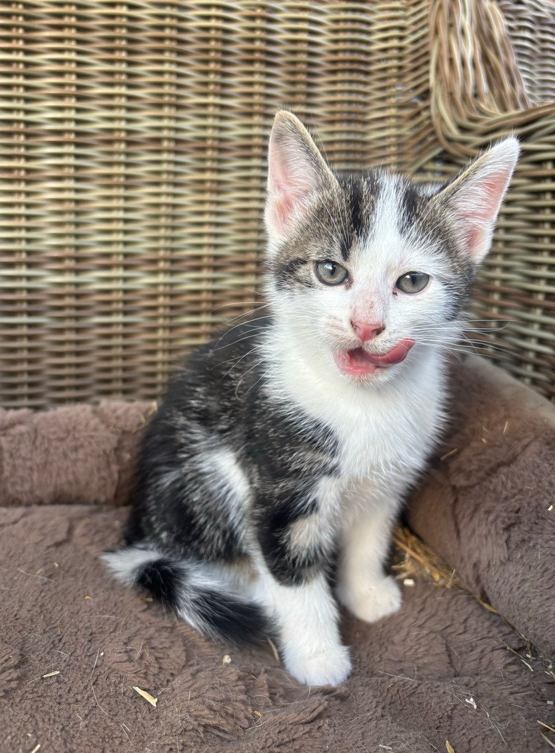Boerderij kittens zoeken een gouden mand, Meerdere dieren, Kortharig, 0 tot 2 jaar