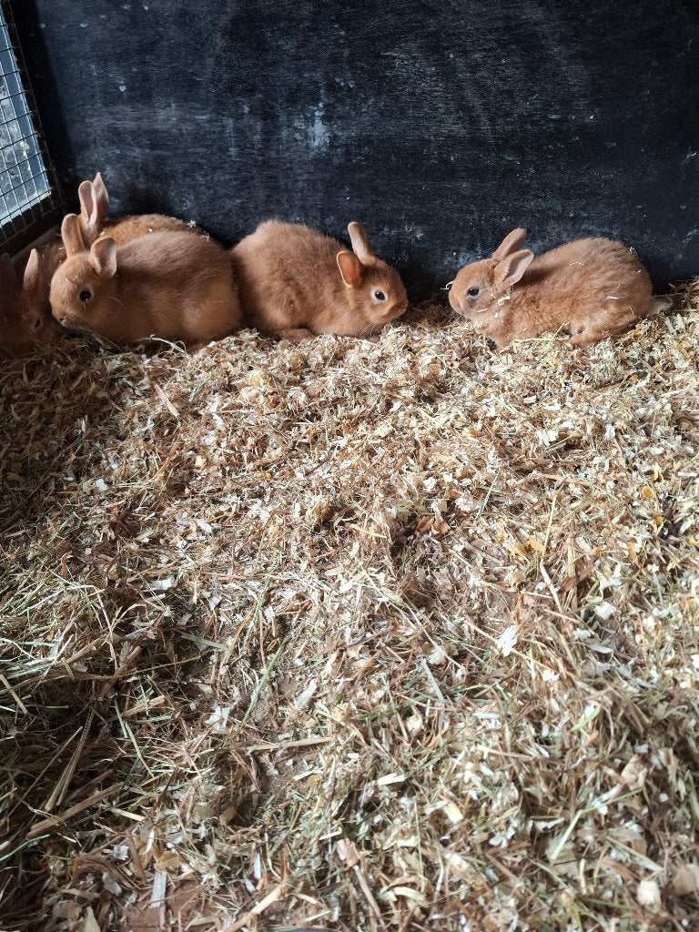 Ruime keuze uit jonge en volwassen konijnen, Meerdere dieren, Dwerg, 0 tot 2 jaar