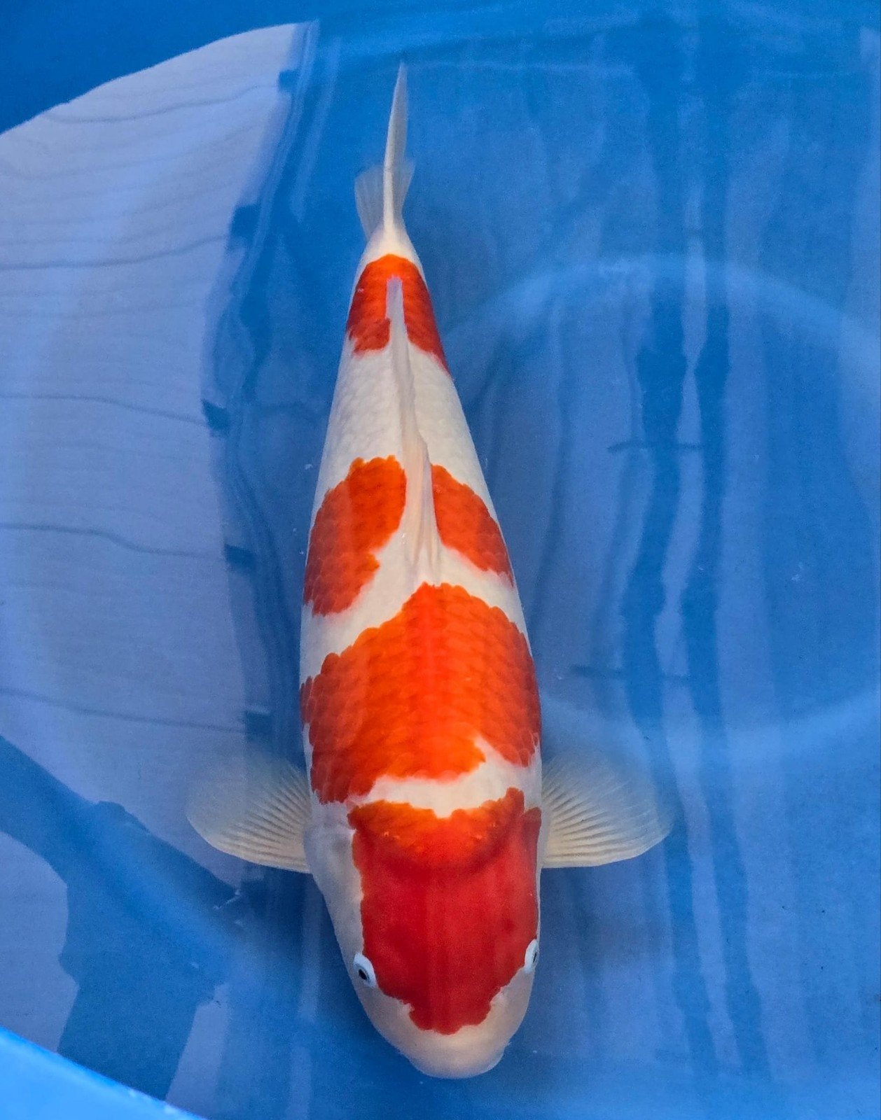 17 koi karpers, Karper of Koi