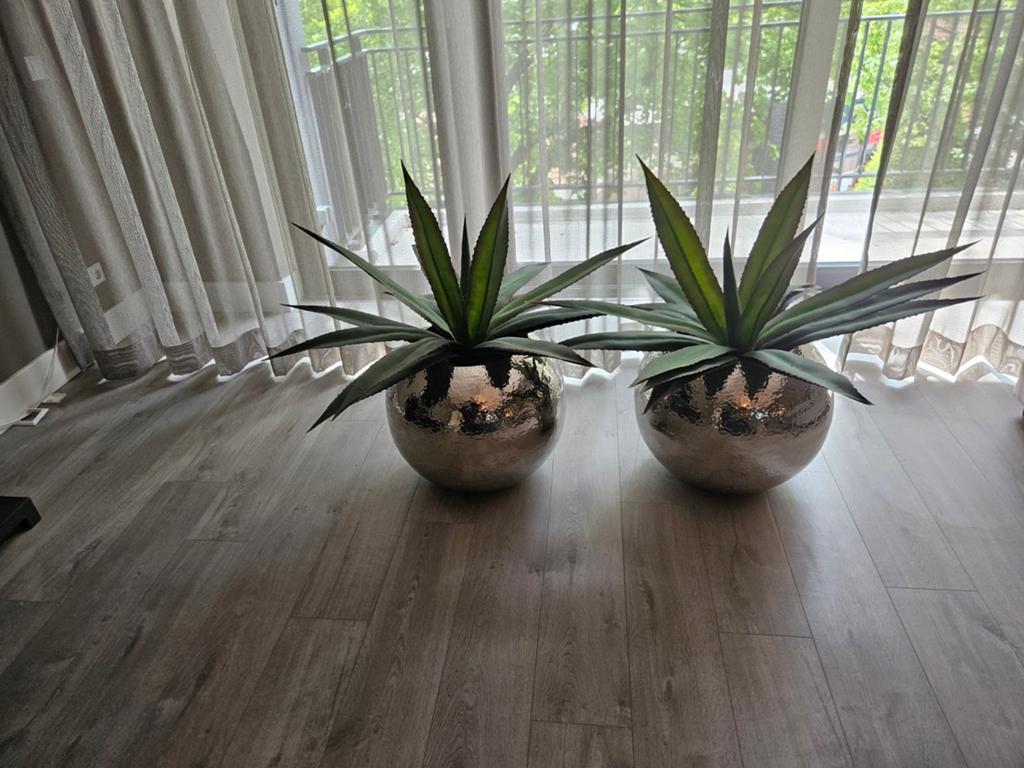 Kunst kamer planten, Ophalen of Verzenden, Halfschaduw, Minder dan 100 cm