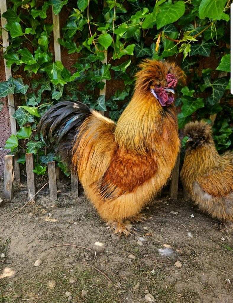 Zijdehoen U.S.A haan, Dieren en Toebehoren, Pluimvee