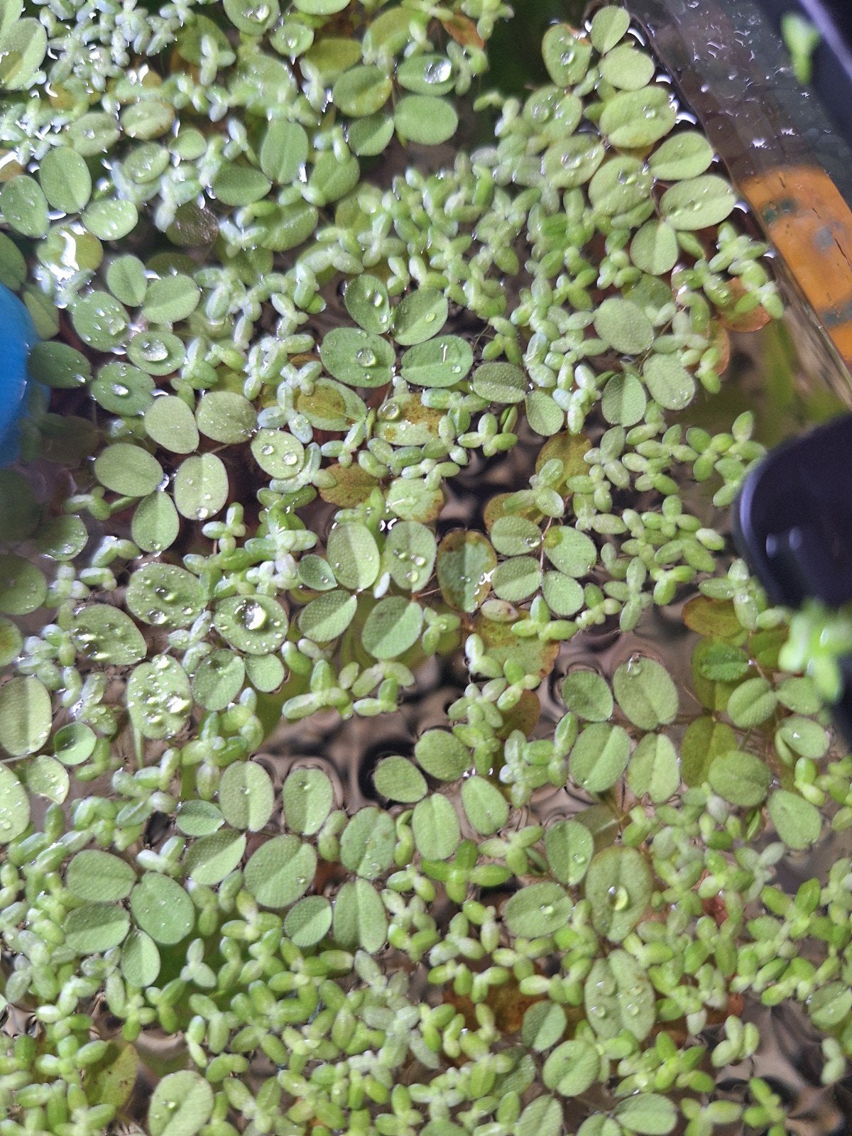 Drijfplanten, Ophalen, Zo goed als nieuw, Plant(en), Steen of Hout