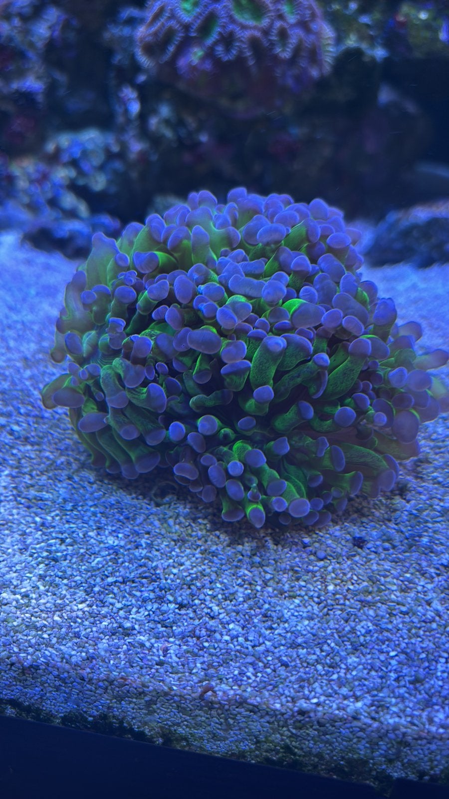 Euphyllia Paraancora (Groen/Paars), Dieren en Toebehoren, Overige typen, Zoutwatervis