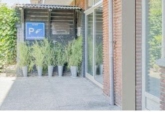 7 grote potloodplanten in industriele vazen, Ophalen, Overige soorten, In pot, 150 tot 200 cm