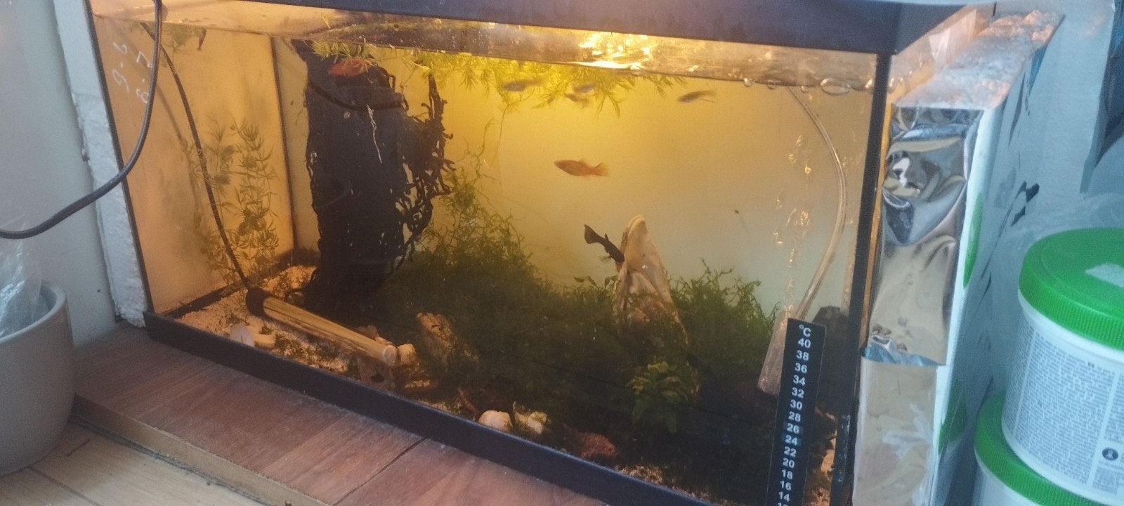 gevuld aquarium 60x30x30, SNEL OPHALEN., Ophalen, Inclusief deksel, Zo goed als nieuw, Gevuld zoetwateraquarium