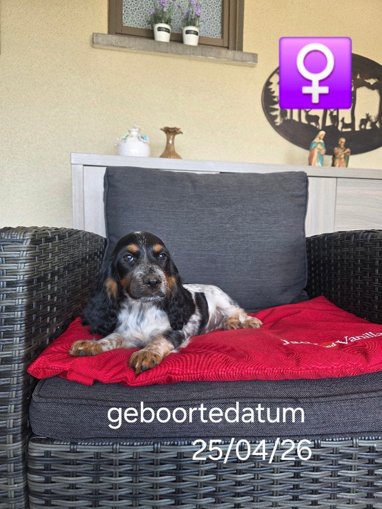 mooie engelse cocker pups, België, 8 tot 15 weken, Teef, Parvo