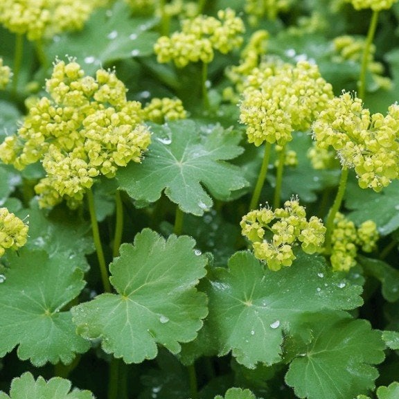 Alchemilla mollis, Vrouwenmantel, Ophalen of Verzenden, Lente, Vaste plant, Bodembedekkers