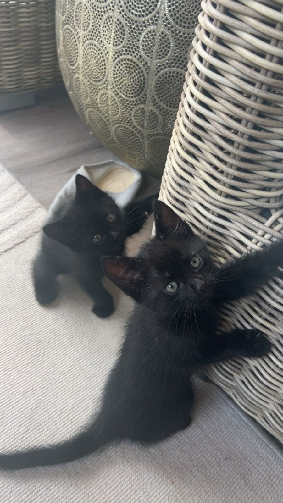 9 weken oud kittens, Dieren en Toebehoren, Meerdere dieren, Kortharig, 0 tot 2 jaar