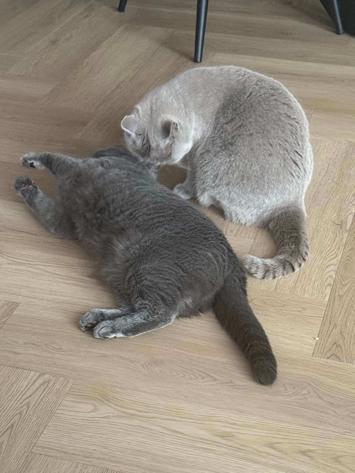 2 Lieve britse korthaar, Poes, Kortharig, 3 tot 5 jaar
