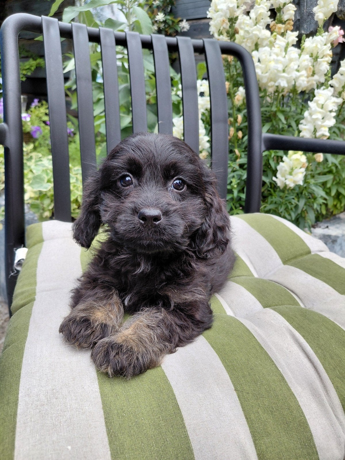 Prachtig Nestje Cocker spaniël x Boomer pups, Parvo, 8 tot 15 weken, Meerdere, Meerdere dieren