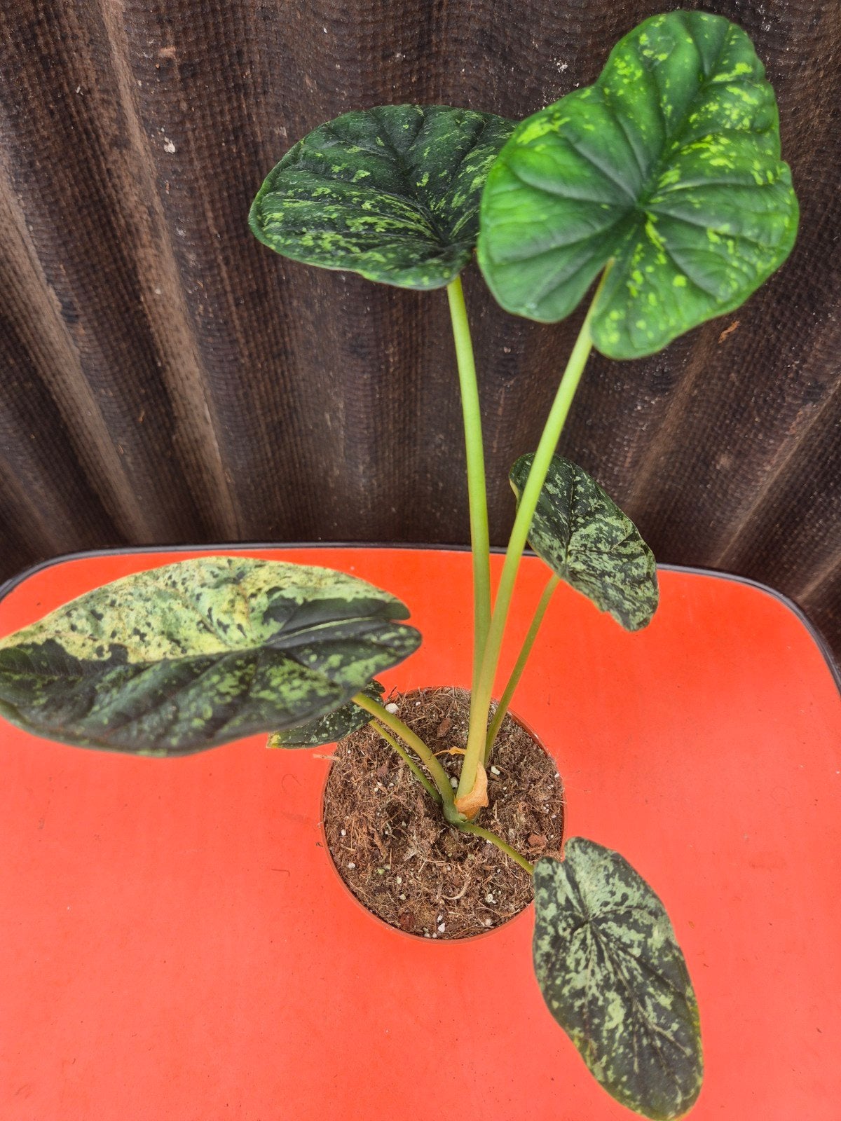 Alocasia Dragon scale Mint p12 (1), Huis en Inrichting, Kamerplanten, Ophalen of Verzenden, Halfschaduw, Minder dan 100 cm