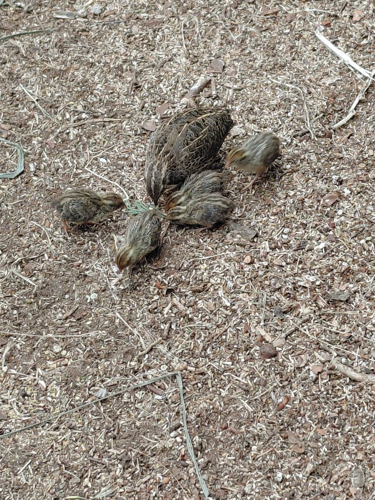 harlekijn kwartels, Dieren en Toebehoren, Meerdere dieren, Overige soorten