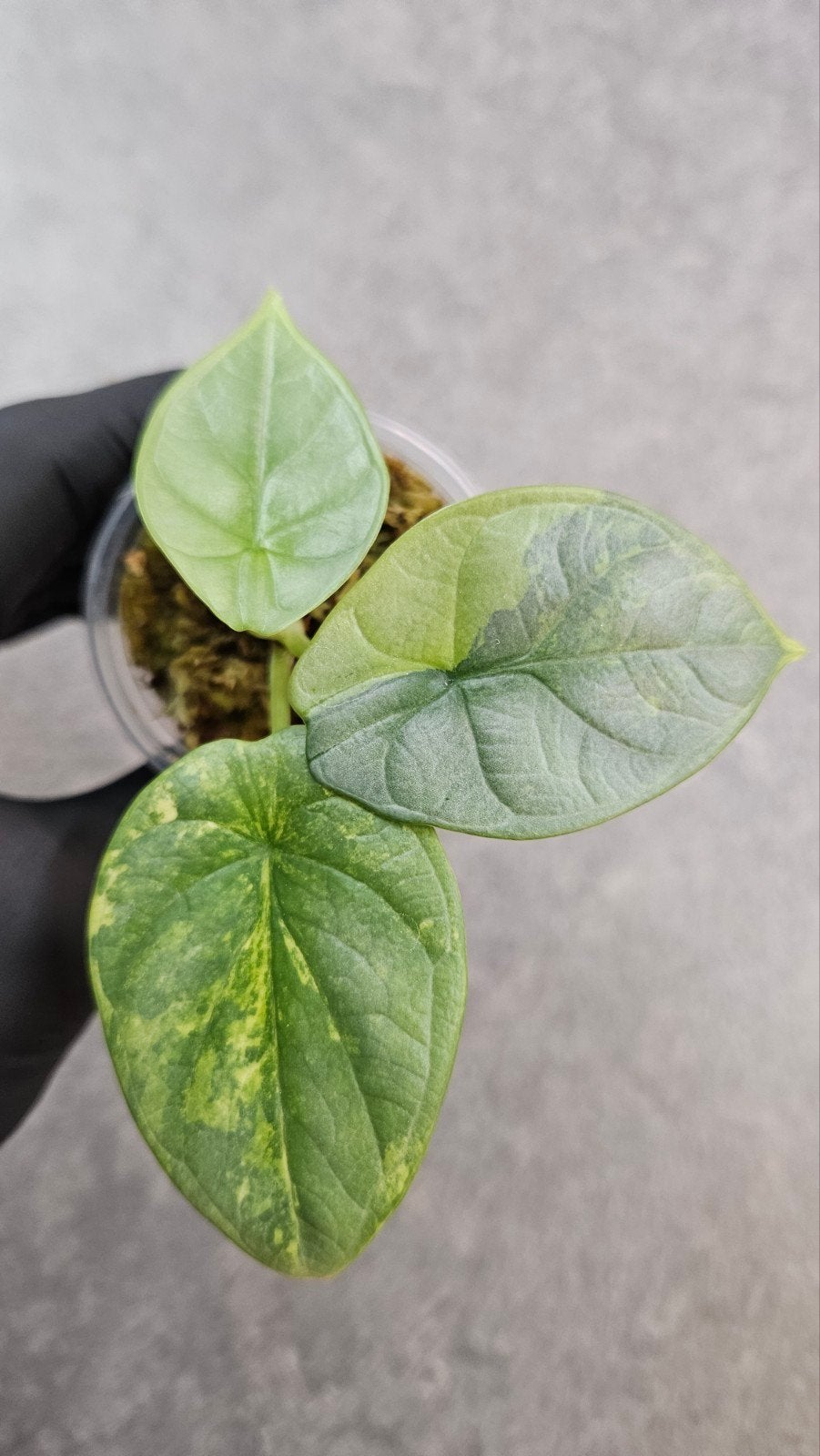 Alocasia 'Silver Dragon' Aurea/GoG Variegata, Ophalen of Verzenden, Halfschaduw, Minder dan 100 cm