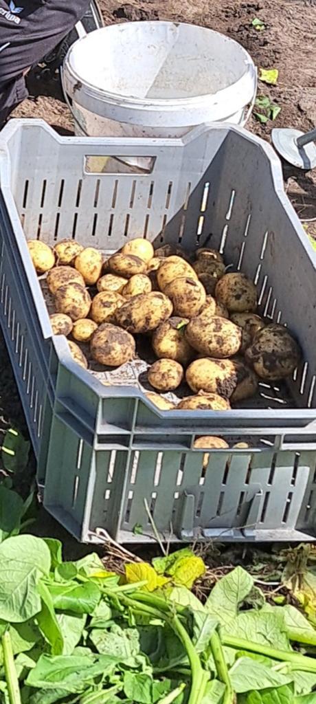 Nieuwe oogst (2026) aardappelen Frieslanders, Diversen, Levensmiddelen, Ophalen