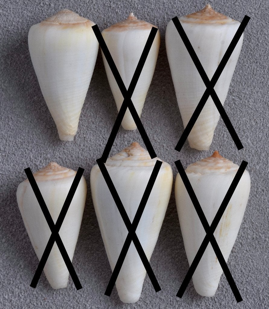 Schelpen: Conus tabidus 25-34mm , Kaapverdië, schaars, Ophalen of Verzenden, Schelp(en)