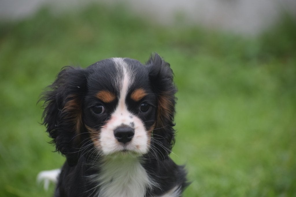 Cavalier King Charles spaniel pups, 15 weken tot 1 jaar, Buitenland, Meerdere, Meerdere dieren